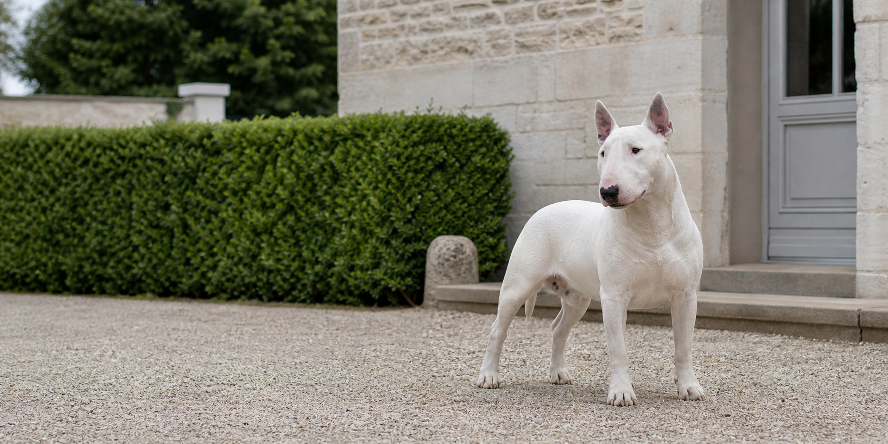 Bull Terrier blanc devant une entrée d'élevage sobre